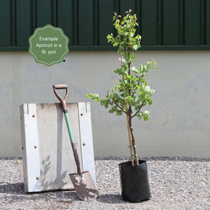 'Flavourcot' Apricot Tree Fruit Trees