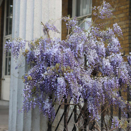 Chinese Wisteria | Wisteria sinensis 'Caroline' Climbing Plants