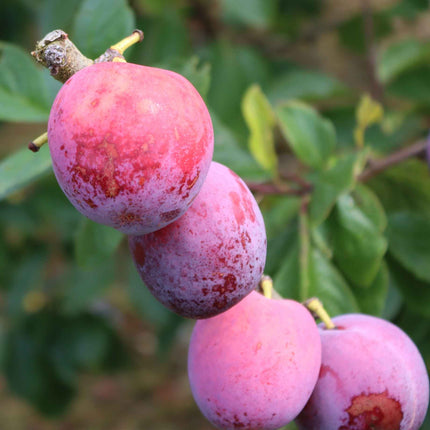 'Jubilee' Plum Tree Fruit Trees