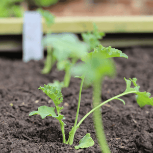 'Reflex F1' Curly Kale Plants Vegetables