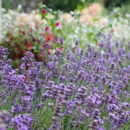 Lavender 'Hidcote Improved' Perennial Bedding