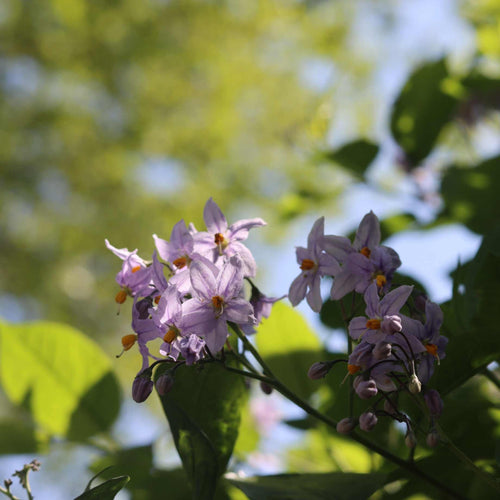 Chilean Potato Vine | Solanum crispum 'Glasnevin' Climbing Plants