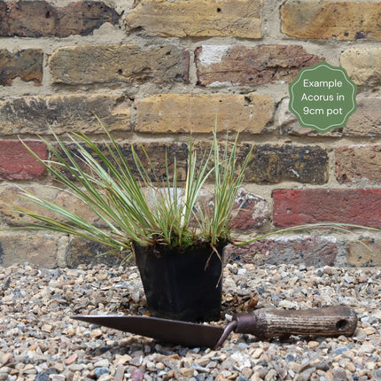 Variegated Slender Sweet Flag | Acorus gramineus 'Variegatus' Pond Plants