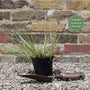 Golden Variegated Sweet Flag | Acorus gramineus 'Ogon' Pond Plants