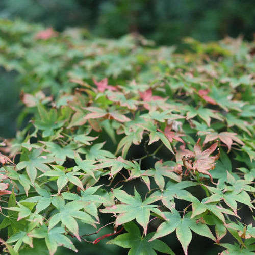Japanese Maple Tree | Acer palmatum 'Ōsakazuki' Ornamental Trees