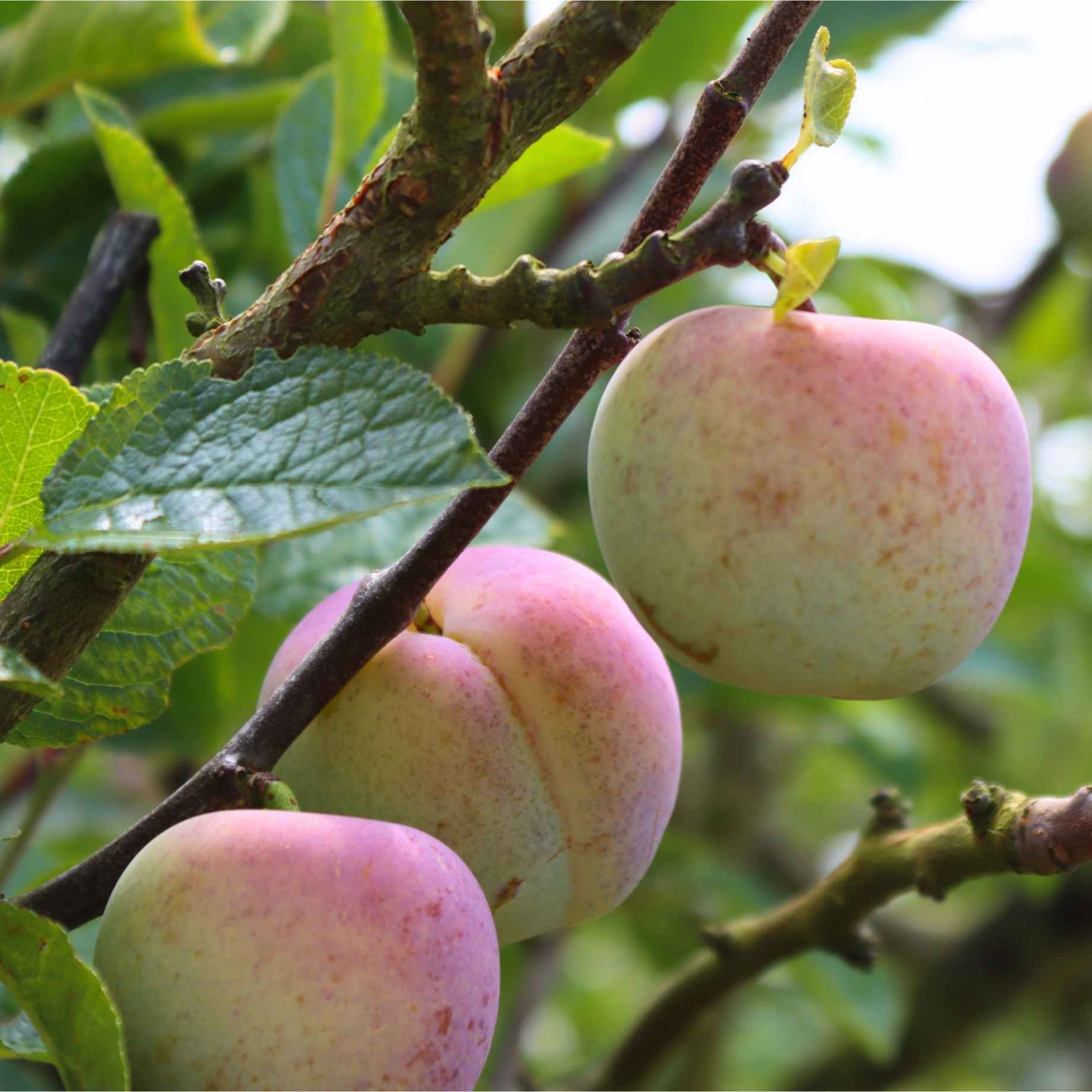 'Cambridge Gage' Plum Tree