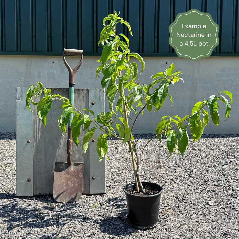 'Madame Blanchet' Patio Nectarine Tree Fruit Trees