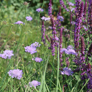 Scabiosa Butterfly Blue Perennial Bedding
