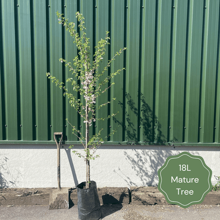 Single Stem Tibetan Cherry Tree | Prunus Serrula Ornamental Trees