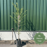 Double White Hawthorn Tree | Crataegus laevigata 'Plena' Ornamental Trees