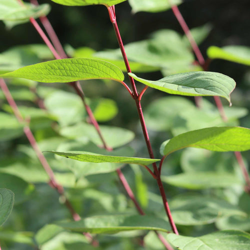 Red-Stemmed Dogwood Hedging | Cornus alba Shrubs