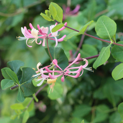 'Red World' Japanese Honeysuckle | Lonicera japonica Climbing Plants