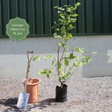 'Purpurea' Filbert Tree | Purple Filbert Tree Fruit Trees