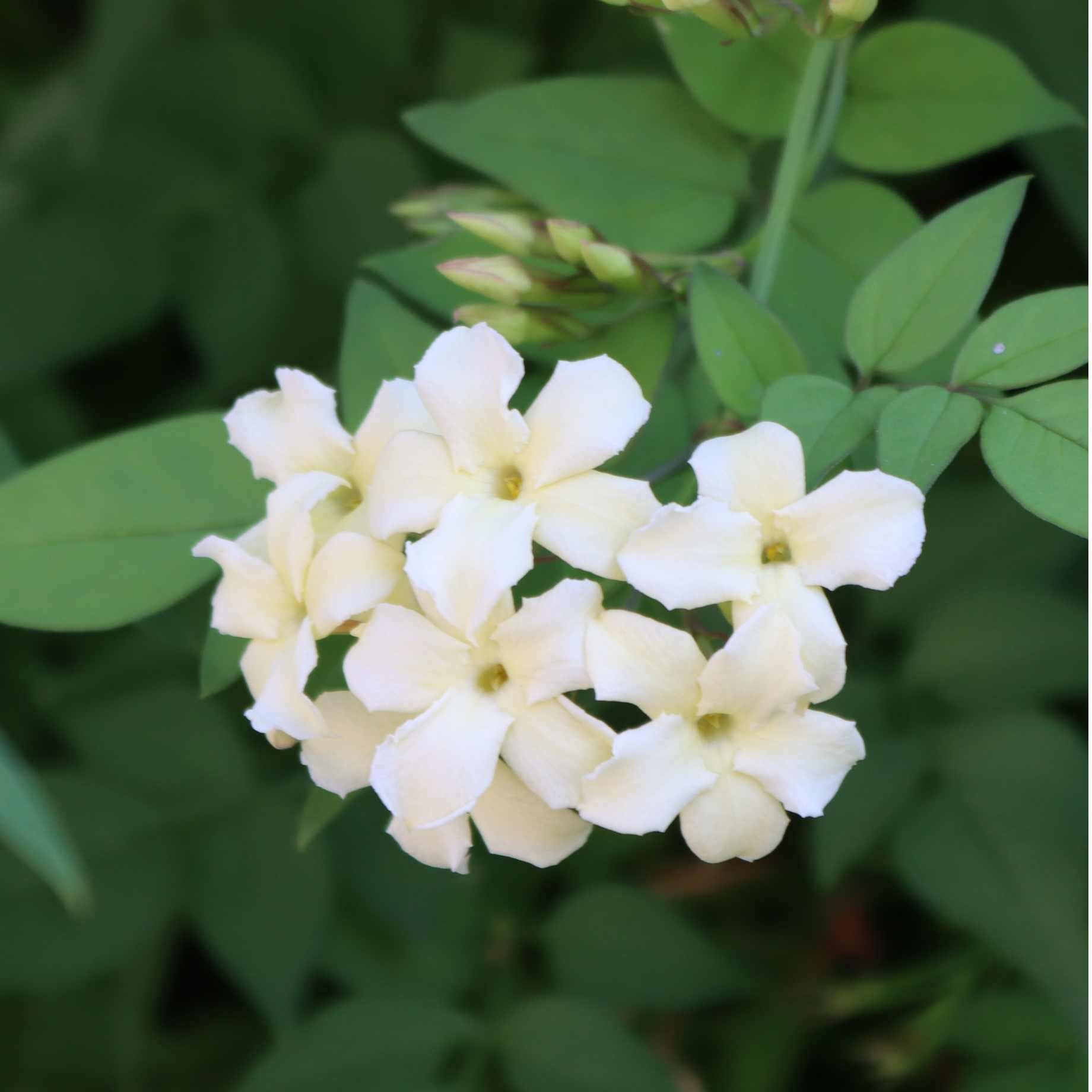 Jasmine 'Clotted Cream' | Jasminum officinale