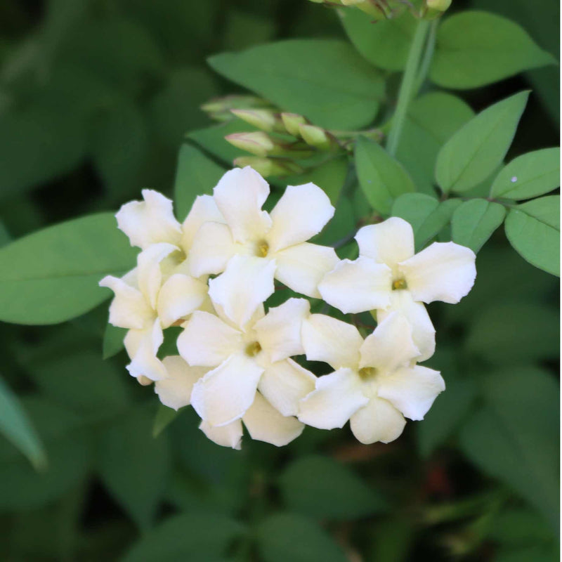 Jasmine 'Clotted Cream' | Jasminum officinale Climbing Plants