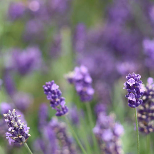 Lavender 'BeeZee Dark Blue' Perennial Bedding