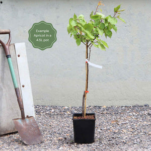 'Flavourcot' Apricot Tree Fruit Trees