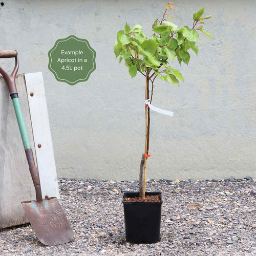 'Flavourcot' Apricot Tree Fruit Trees