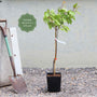 'Flavourcot' Apricot Tree Fruit Trees