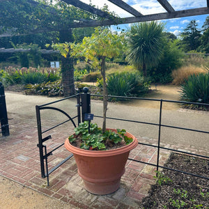 Patio Grape Vines Collection Trained Fruit Trees