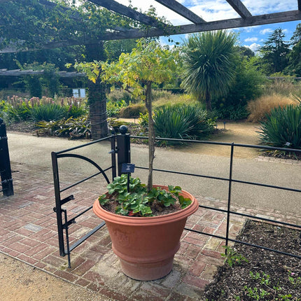 Patio Grape Vines Collection Trained Fruit Trees