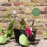 'Black Princess' Water Lily Pond Plants