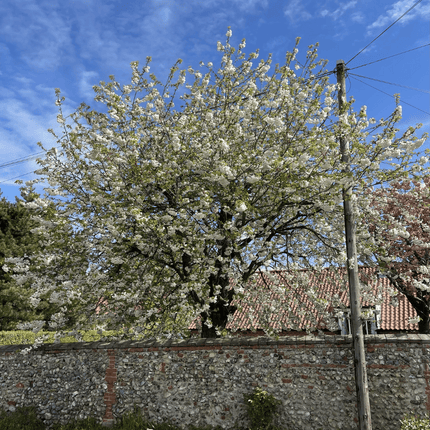 Great White Cherry Blossom Tree | Prunus 'Tai-Haku' Ornamental Trees