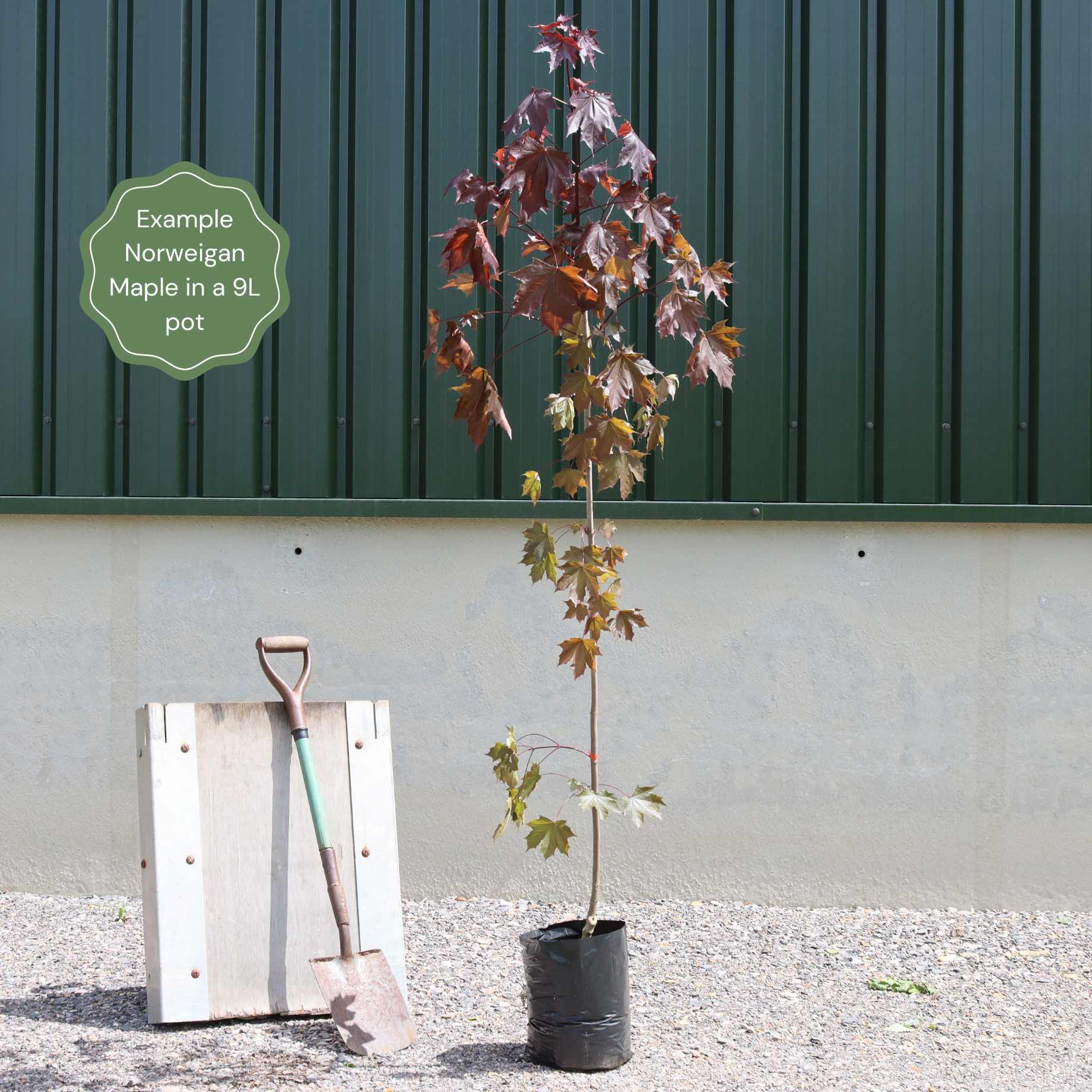 Decorative Maple 'Crimson King' Purple-Leaved Maple Tree – Roots Plants