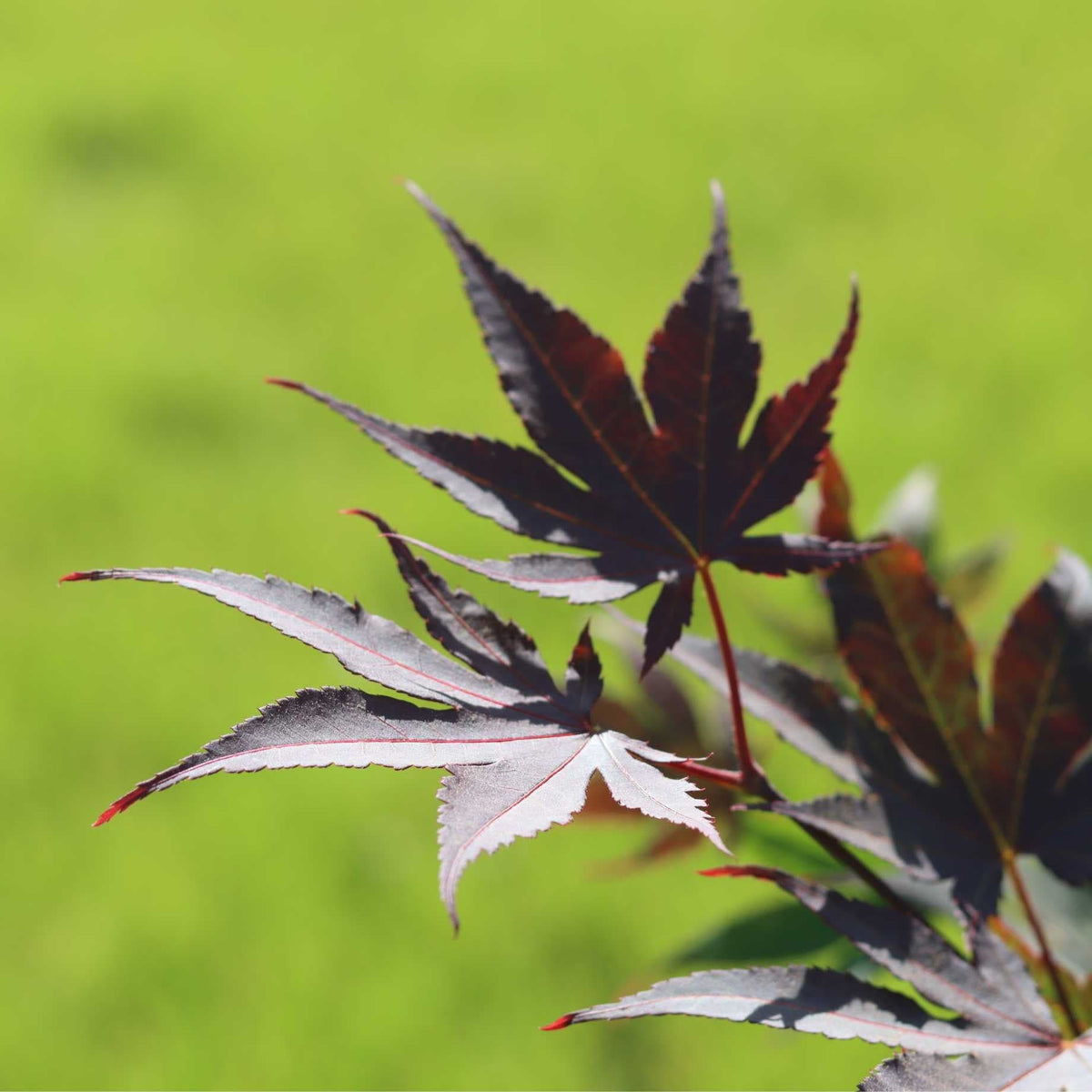 Japanese Maple Tree | Acer palmatum 'Bloodgood' – Roots Plants