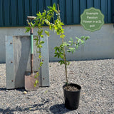 White Passion Flower | Passiflora 'White Lighting' Climbing Plants