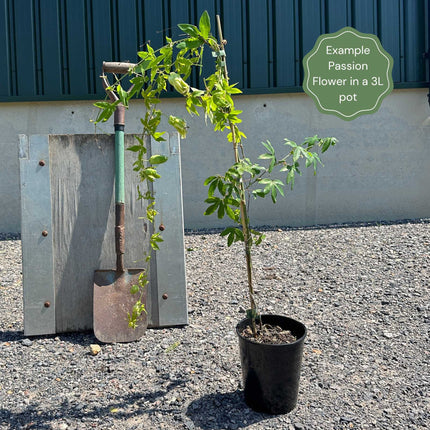 White Passion Flower | Passiflora 'White Lighting' Climbing Plants