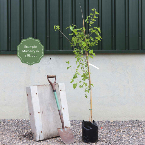 'King James' Mulberry Tree | Morus nigra Fruit Trees