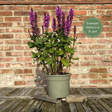 Salvia 'Fashionista Pretty in Pink' Perennial Bedding