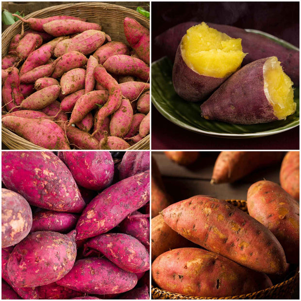 Best Sweet Potato Plants | Grower's Choice Vegetables