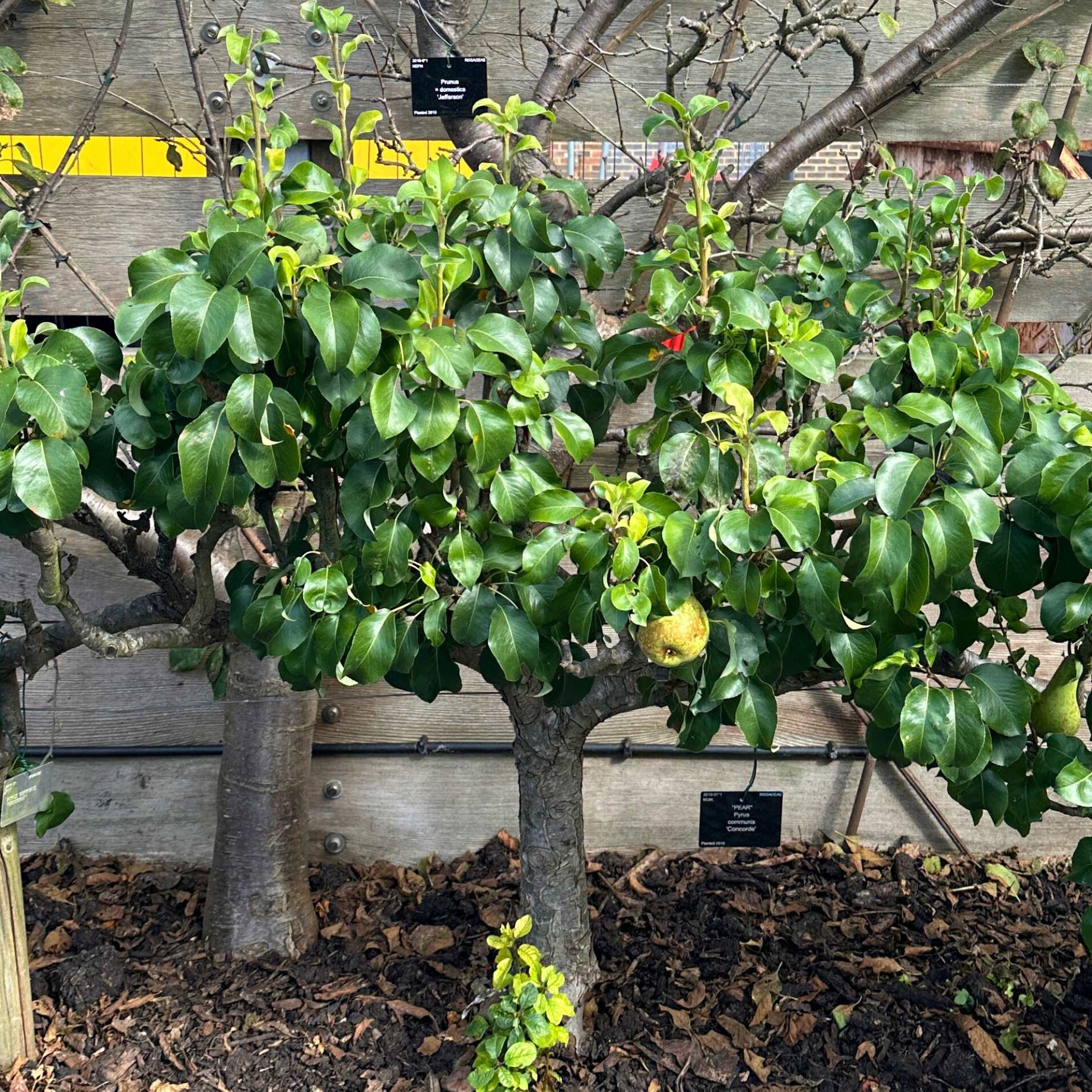 Stepover Pear Tree