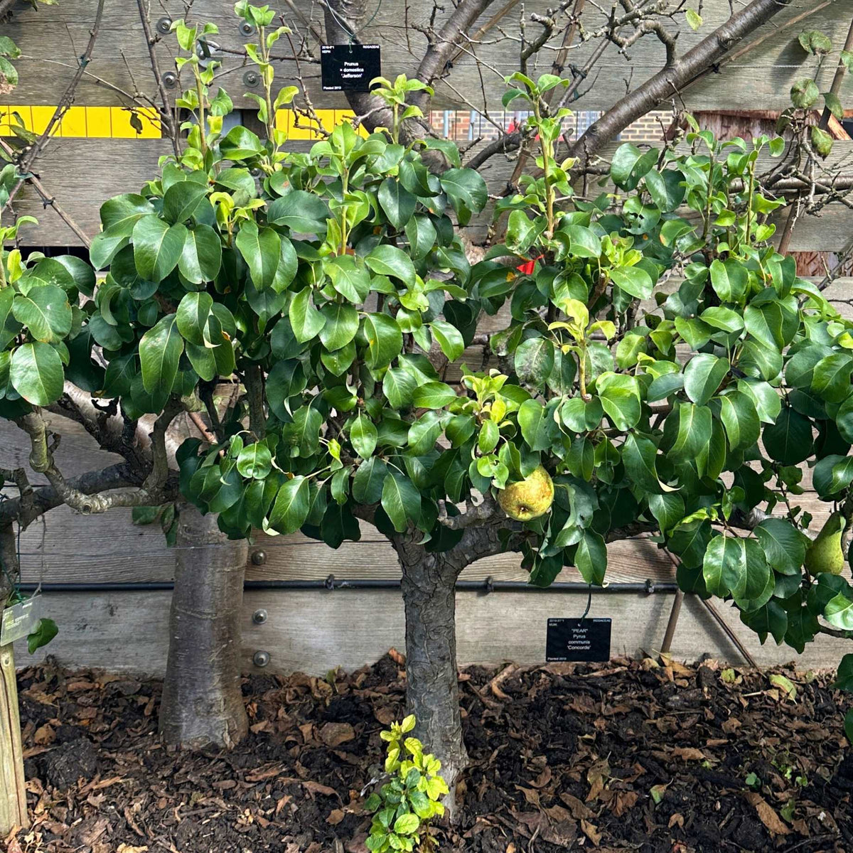 Stepover Pear Tree – Roots Plants