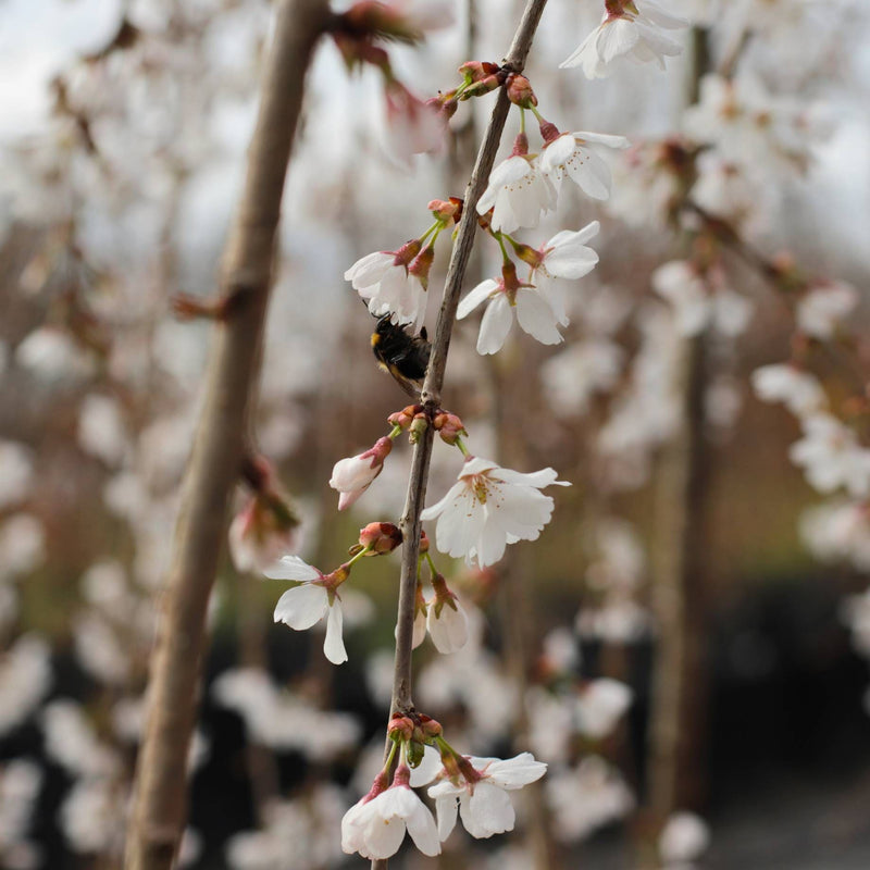 Dwarf White Weeping Cherry Blossom Tree | Prunus 'Snow Showers' Ornamental Trees