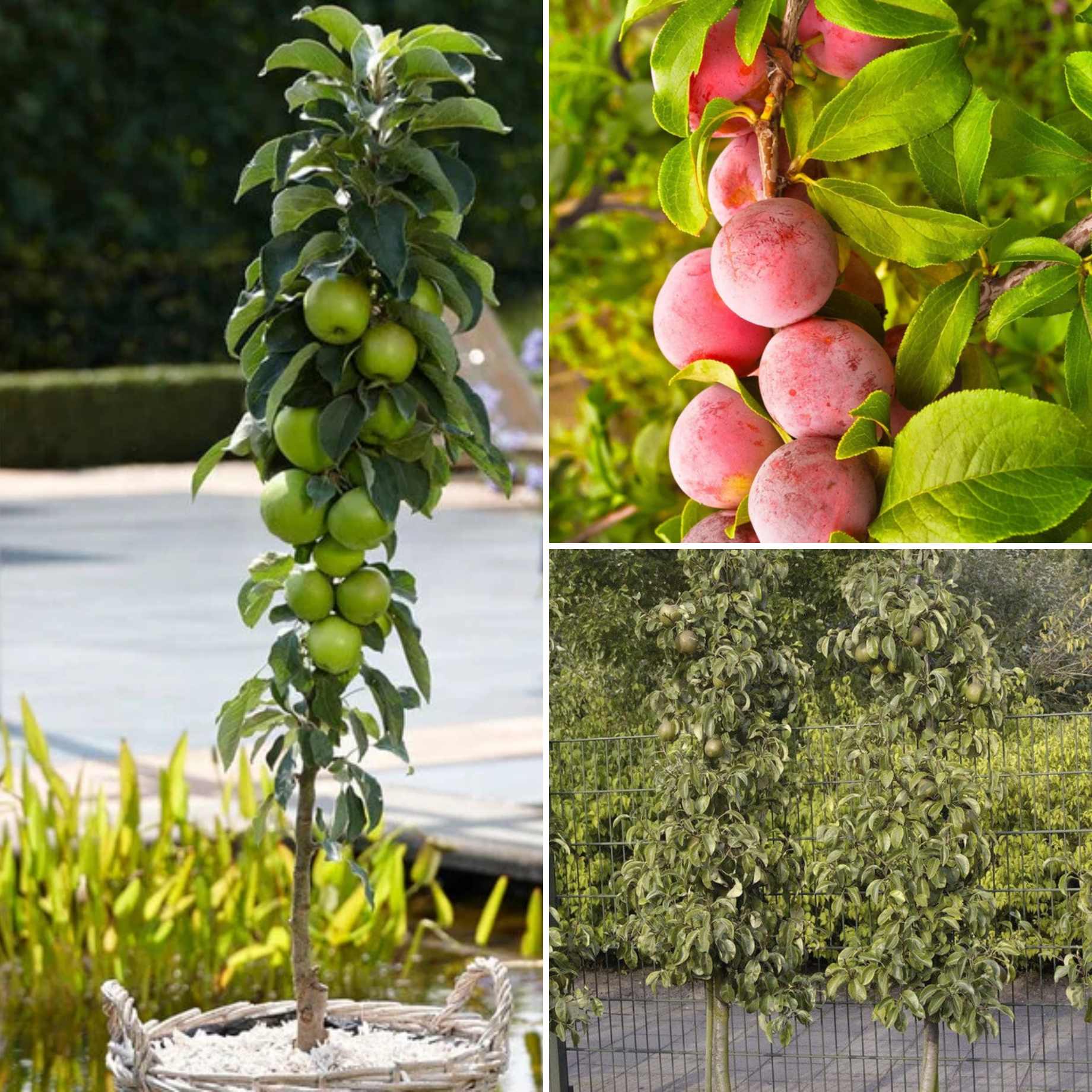 Award-Winning Cordon Fruit Tree Collection | Apple, Pear & Plum