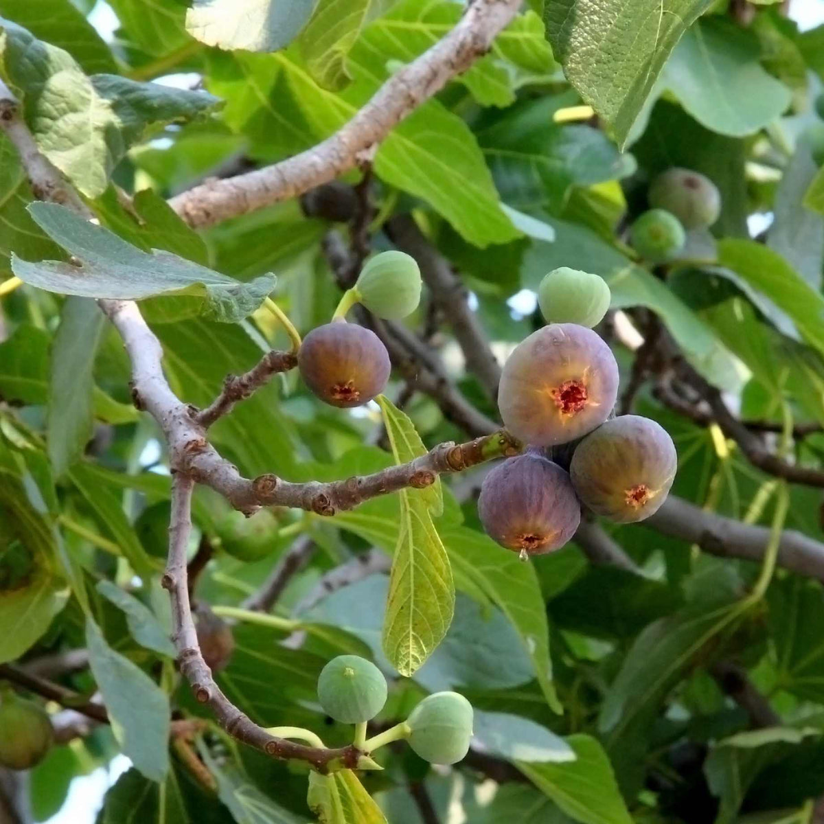 'Chelsea' Fig Tree – Roots Plants