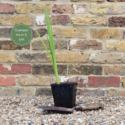 Iris sibirica 'Snow Queen' Pond Plants