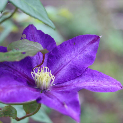Clematis viticella 'Polish Spirit' Climbing Plants