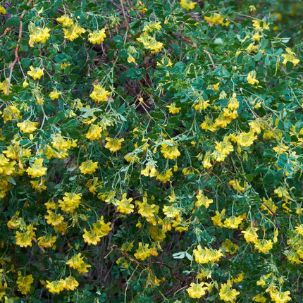 Bastard Senna | Coronilla glauca 'Citrina' Climbing Plants