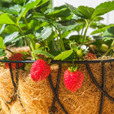 Strawberries for Hanging Baskets | Grower's Choice Soft Fruit