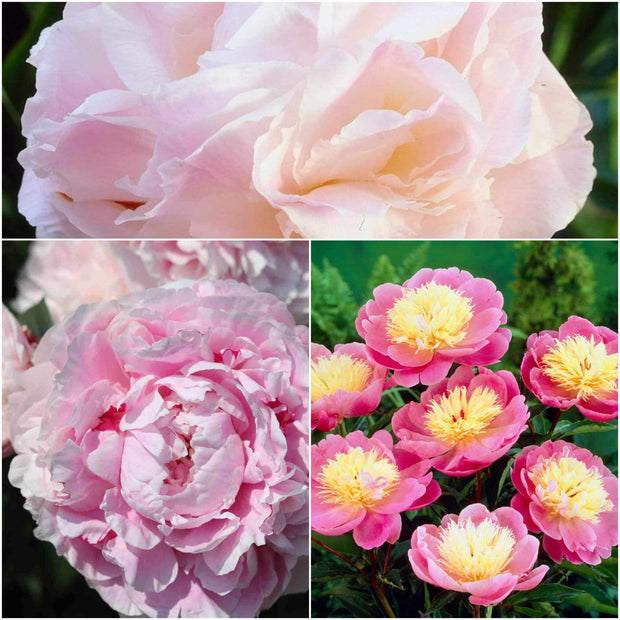 Perfect Peony Plants Collection Perennial Bedding