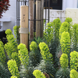 Euphorbia Robbiae Perennial Bedding