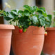 Best Strawberries for Pots | Grower's Choice Soft Fruit