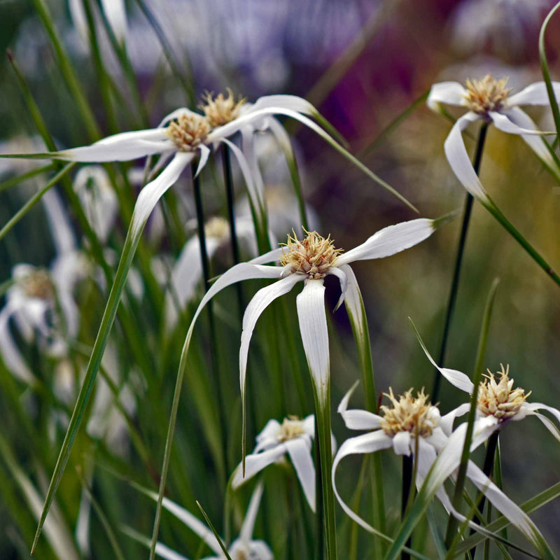 Star Grass | Dichromena colorata Pond Plants