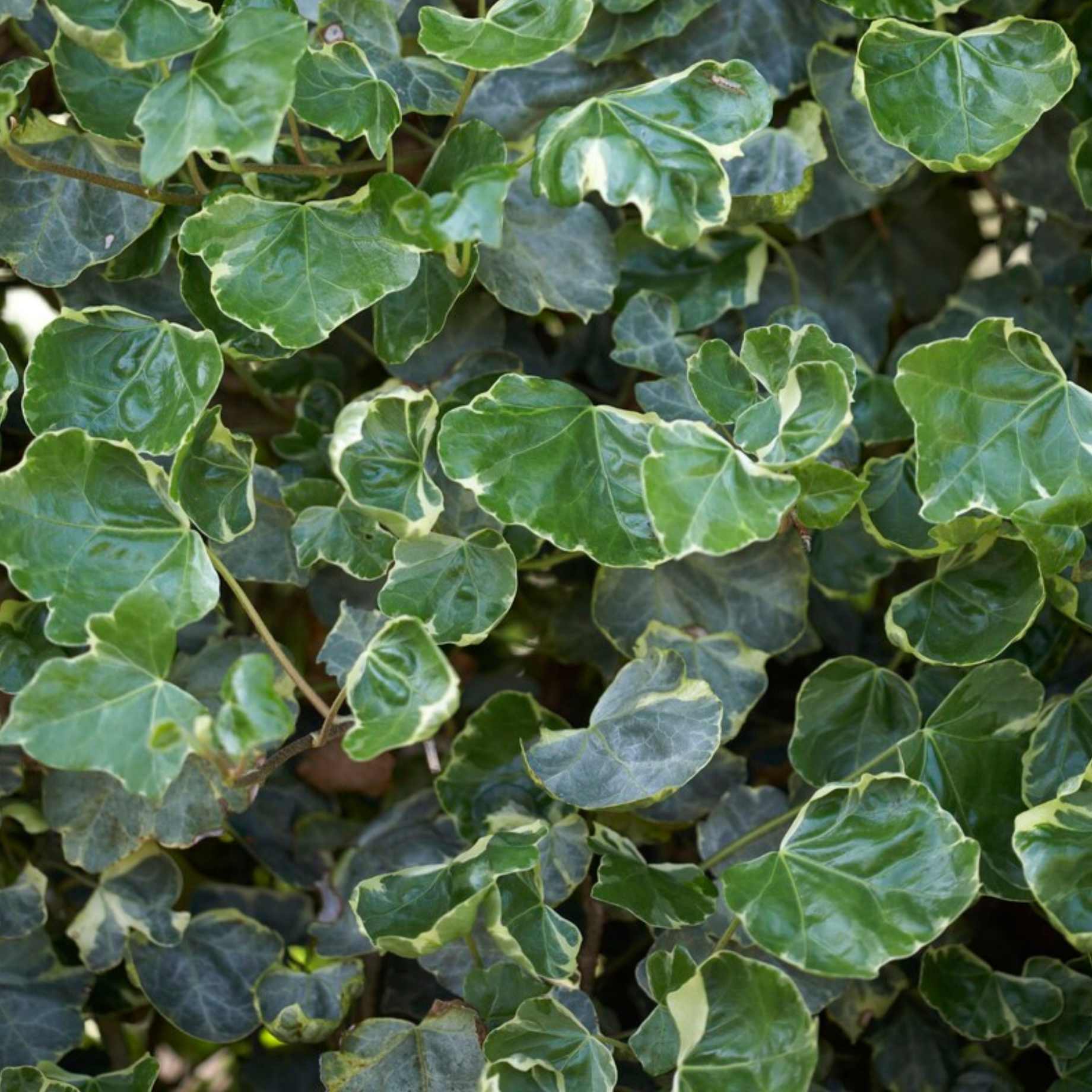 'Hibernica' Ivy | Hedera helix