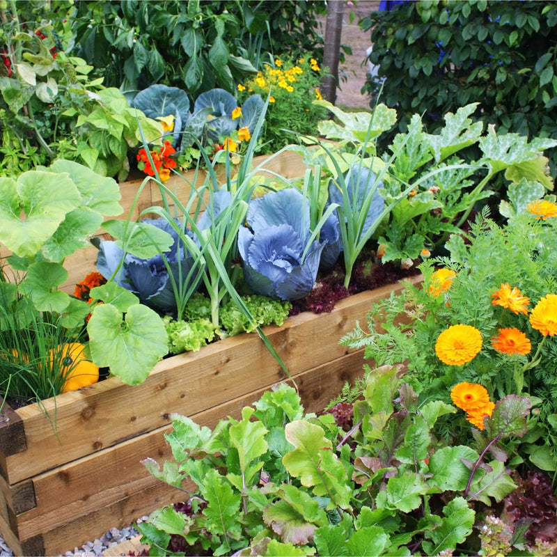 Allotment in a Box | Best Vegetables Collection Vegetables