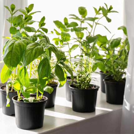 Indoor Herb Plants Collection Vegetables